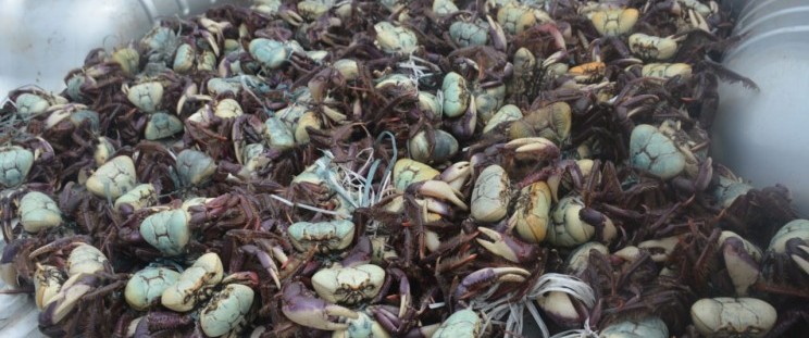 Operação combate a pesca, transporte e comércio irregular do caranguejo-uçá no período de defeso